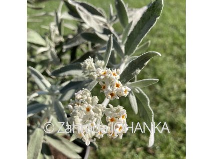 Buddleja davidii 'Silver Anniversary'_7