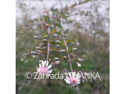 Aster lateriflorus 'Lady in Black'_1
