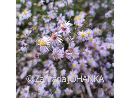 Aster ericoides 'Pink Cloud'_1
