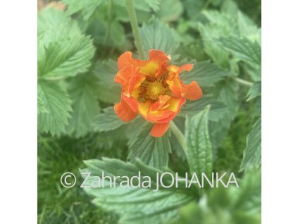 Potentilla 'William Rollinson'_3