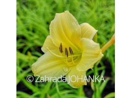 Hemerocallis hybr. 'Bitsy'