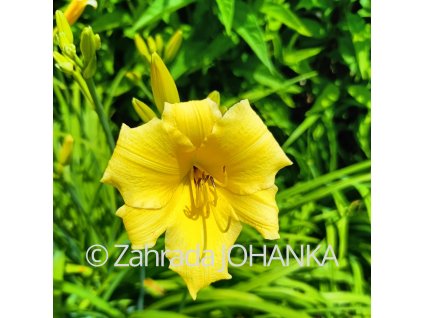 Hemerocallis hybr. 'Stella de Oro'_1