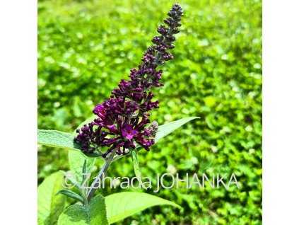 Buddleja davidii 'Magenta Munchkin' _4