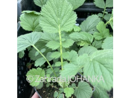 Geum chiloense 'Goldball'