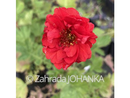 Geum chiloense 'Red Dragon'_3