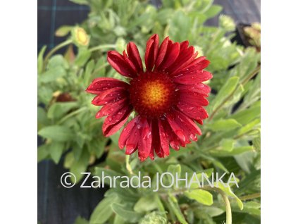 Gaillardia aristata 'Arizona Red Shades'