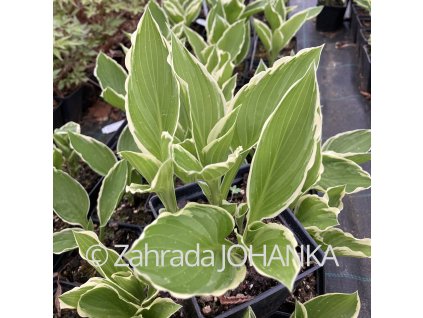 Hosta 'Albomarginata' (undulata)