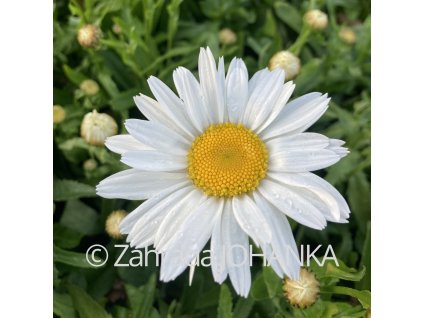 Leucanthemum maximum 'Madonna'_3