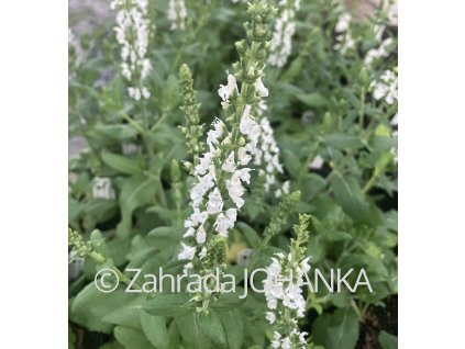 Salvia nemorosa 'Merleau White'_1