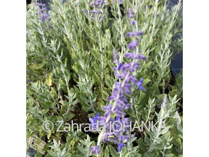 Perovskia atriplicifolia 'Little Spire'_4