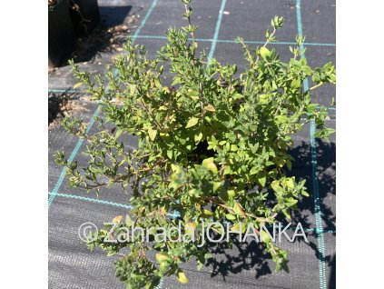 Thymus vulgaris_2