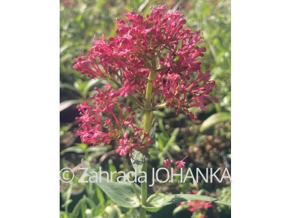 Centranthus ruber var. coccineus 'Rosenrot'_2