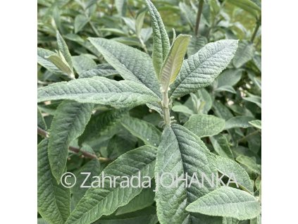 Buddleja davidii 'Dreaming White'