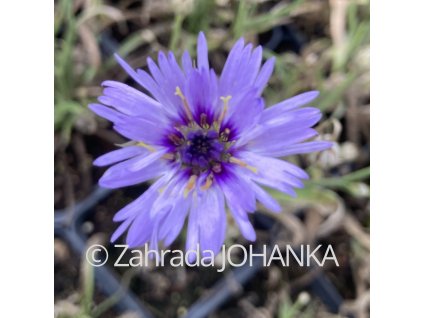 Catananche caerulea_3