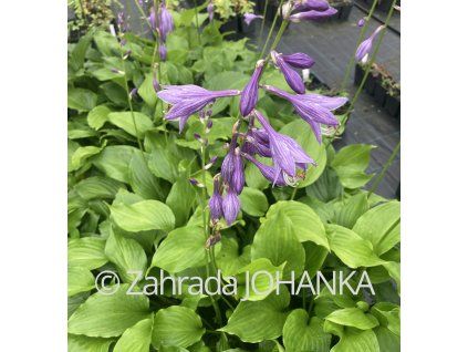 Hosta ventricosa