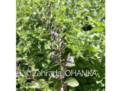 Calamintha nepeta