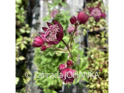 Astrantia Major-Hybr. 'Primadonna'_5