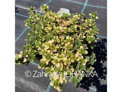 Thymus citriodorus 'Doone Valley'