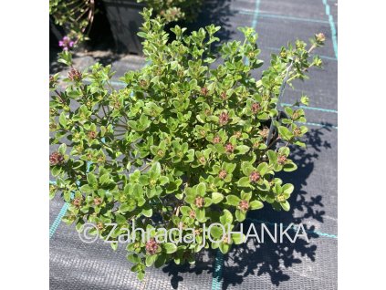 Thymus citriodorus 'Prostrate'