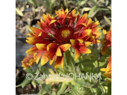 Gaillardia aristata 'Spin Top Copper Sun'_2