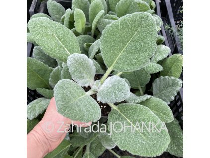Salvia argentea 'Artemis'_2