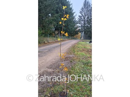 Acer platanoides
