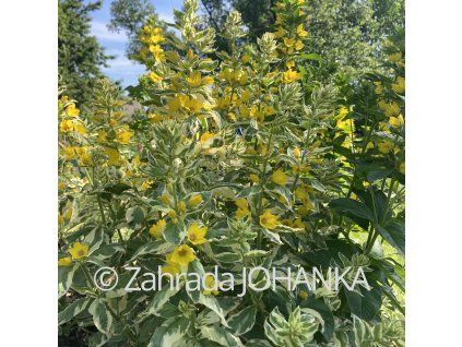 Lysimachia punctata 'Alexander_5