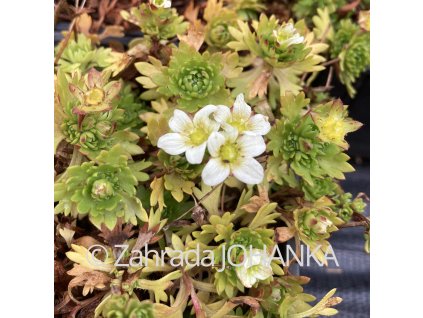 Saxifraga x arendsii 'Alpino Early Lime'