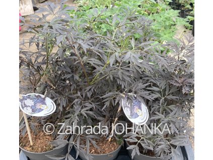 Sambucus nigra 'Black Lace'
