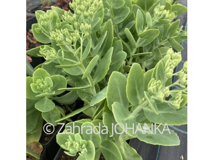 Sedum spectabile 'Stardust'_2