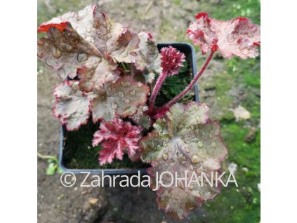Heuchera sanguinea 'Leuchtkäfer'