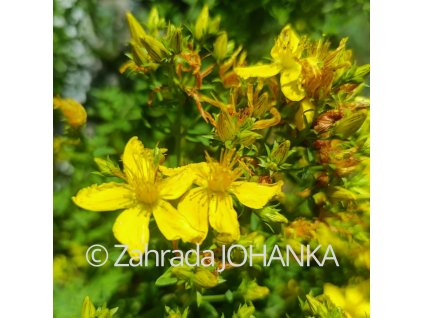 Hypericum perforatum