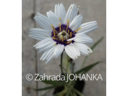 Catananche caerulea 'Alba'_2