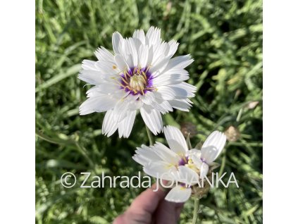 Catananche caerulea 'Alba'_3