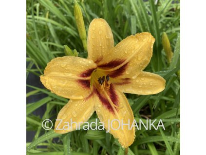 Hemerocallis hybrida 'Bonanza'