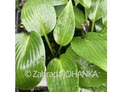 Hosta 'Devon Green' _1