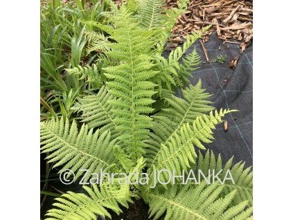 Matteuccia struthiopteris_2