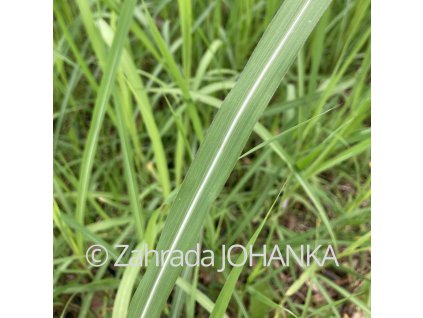 Miscanthus sinensis var. purpurascens 'Hercules'