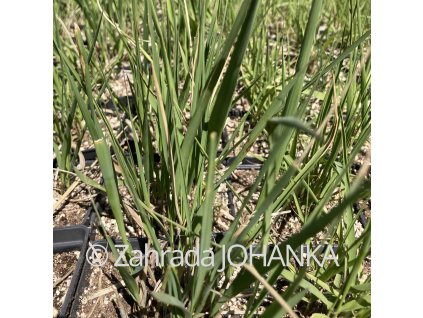 Molinia arundinacea 'Windspiel