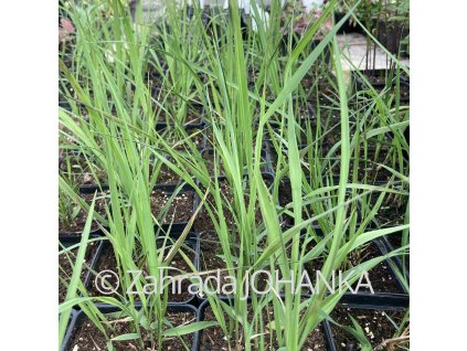 Molinia caerulea 'Transparent'