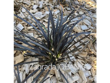 Ophiopogon planiscapus 'Niger'