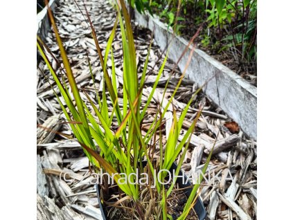 Panicum virgatum 'Shenandoah'_1