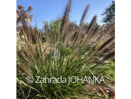 Pennisetum alopecuroides 'Red Head'