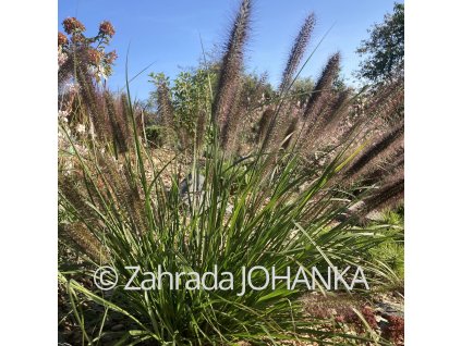 Pennisetum alopecuroides 'Red Head'