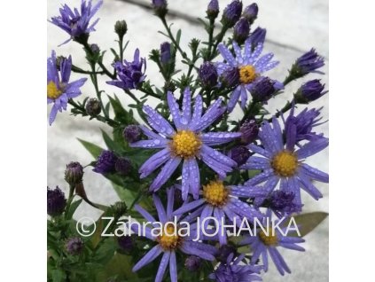 Aster dumosus 'Professor Anton Kippenberg'_2