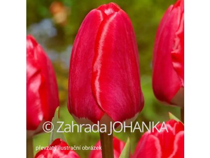 Tulipa 'Spring Song'