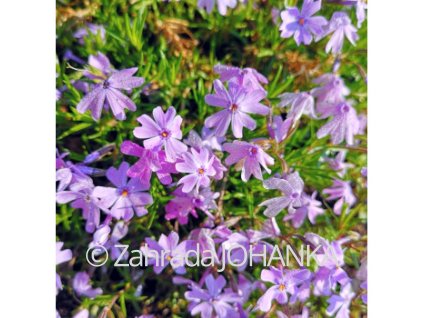 Phlox subulata 'Emerald Cushion Blue'