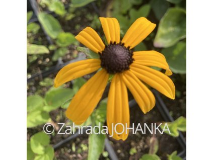 Rudbeckia fulgida 'Goldsturm'