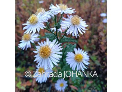 Aster novi-belgii 'Sam Banham'_2