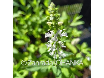 Salvia nemorosa 'Adrian Alba' _4